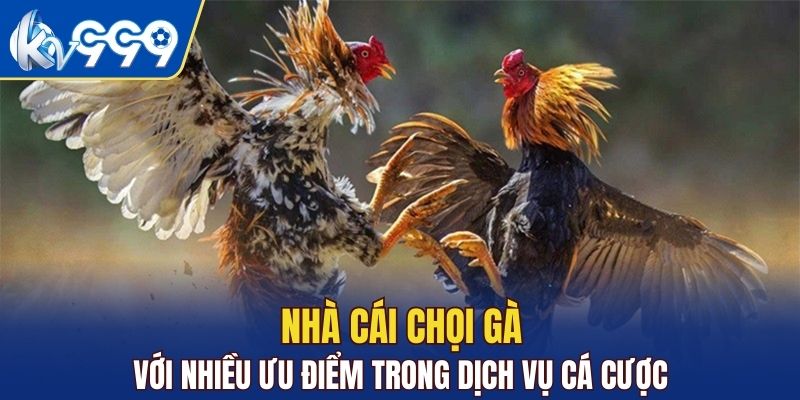 Nhà cái chọi gà với nhiều ưu điểm trong dịch vụ cá cược