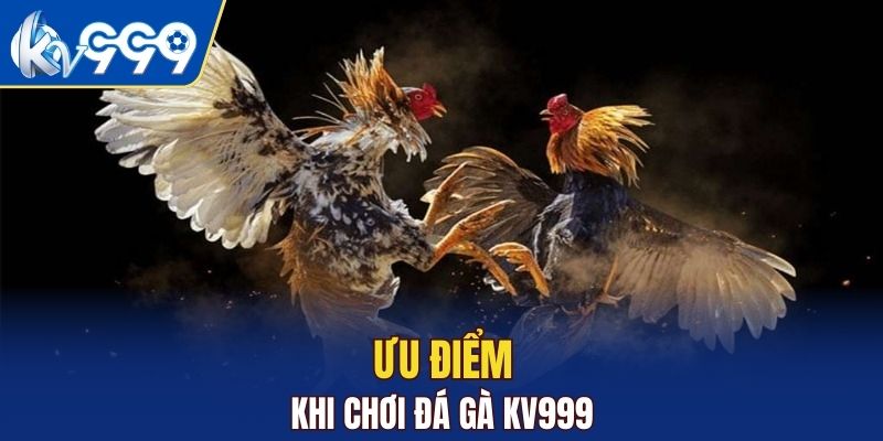 Ưu điểm khi lựa chọn chơi đá gà tại KV999